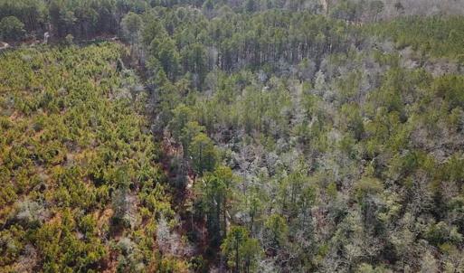 Photo of 21 Acres of Tall Timber in the Countryside of Mathews County Virginia!
