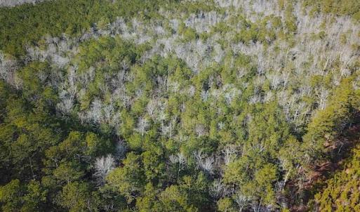 Photo of 21 Acres of Tall Timber in the Countryside of Mathews County Virginia!