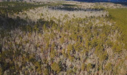 Photo of 21 Acres of Tall Timber in the Countryside of Mathews County Virginia!