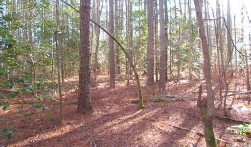 Photo of 21 Acres of Tall Timber in the Countryside of Mathews County Virginia!