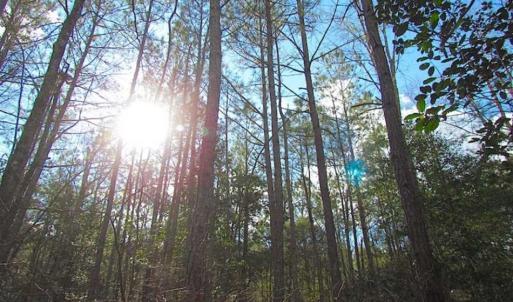 Photo of 21 Acres of Tall Timber in the Countryside of Mathews County Virginia!