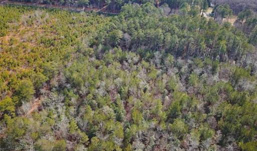 Photo of 21 Acres of Tall Timber in the Countryside of Mathews County Virginia!