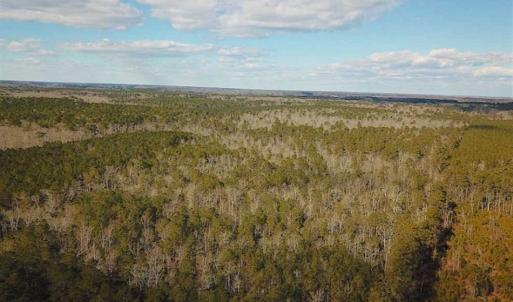 Photo of 21 Acres of Tall Timber in the Countryside of Mathews County Virginia!