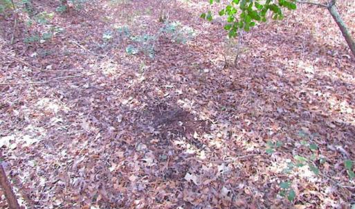 Photo of 21 Acres of Tall Timber in the Countryside of Mathews County Virginia!