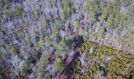 Photo of 21 Acres of Tall Timber in the Countryside of Mathews County Virginia!