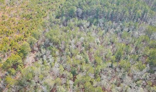 Photo of 21 Acres of Tall Timber in the Countryside of Mathews County Virginia!