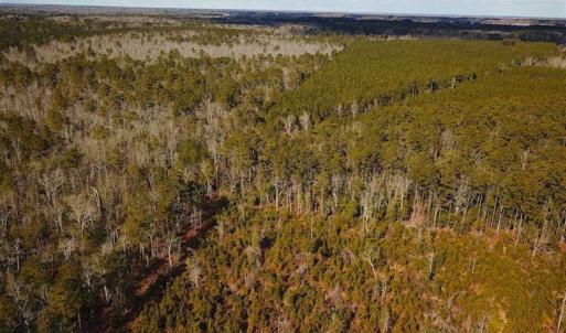 Photo of 21 Acres of Tall Timber in the Countryside of Mathews County Virginia!