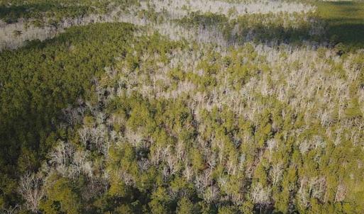 Photo of 21 Acres of Tall Timber in the Countryside of Mathews County Virginia!