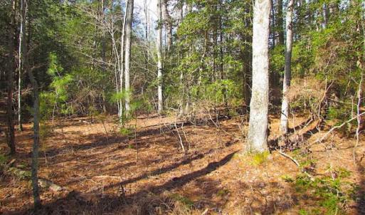 Photo of 21 Acres of Tall Timber in the Countryside of Mathews County Virginia!