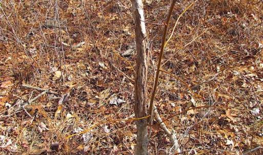 Photo of 21 Acres of Tall Timber in the Countryside of Mathews County Virginia!