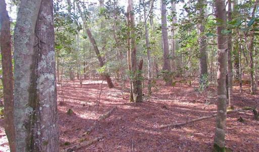 Photo of 21 Acres of Tall Timber in the Countryside of Mathews County Virginia!