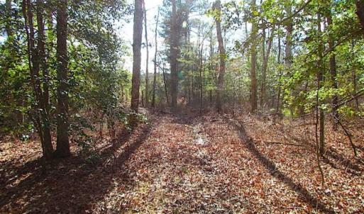 Photo of 21 Acres of Tall Timber in the Countryside of Mathews County Virginia!