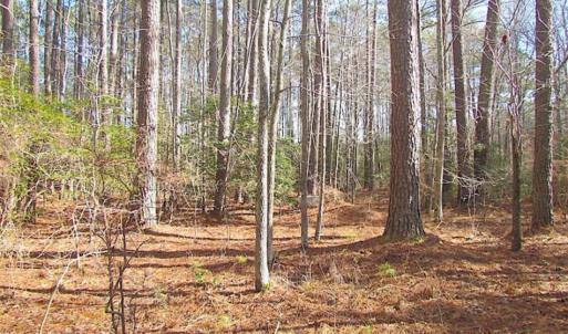 Photo of 21 Acres of Tall Timber in the Countryside of Mathews County Virginia!