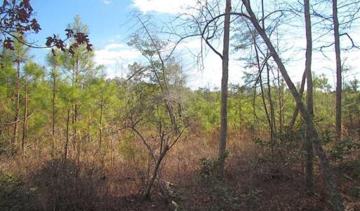 Photo of 21 Acres of Tall Timber in the Countryside of Mathews County Virginia!