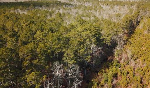 Photo of 21 Acres of Tall Timber in the Countryside of Mathews County Virginia!
