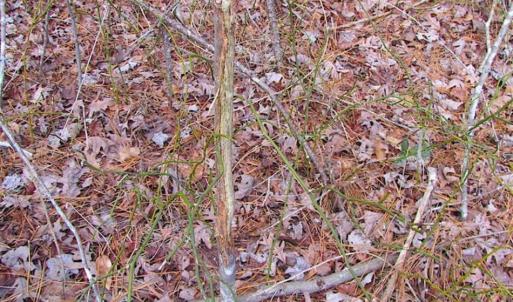 Photo of 21 Acres of Tall Timber in the Countryside of Mathews County Virginia!