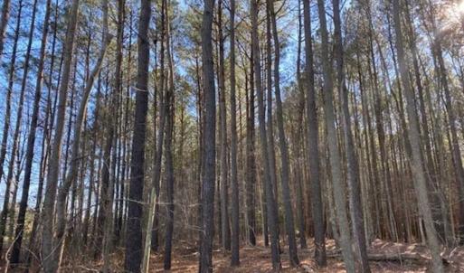 Photo of UNDER CONTRACT!!  20.88  acres of Hunting / Homesite Land for Sale in Accomack County VA