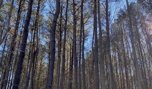 Photo of UNDER CONTRACT!!  20.88  acres of Hunting / Homesite Land for Sale in Accomack County VA