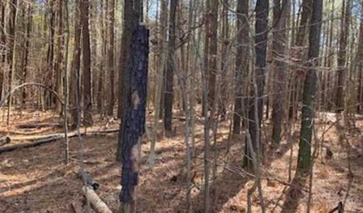 Photo of UNDER CONTRACT!!  20.88  acres of Hunting / Homesite Land for Sale in Accomack County VA