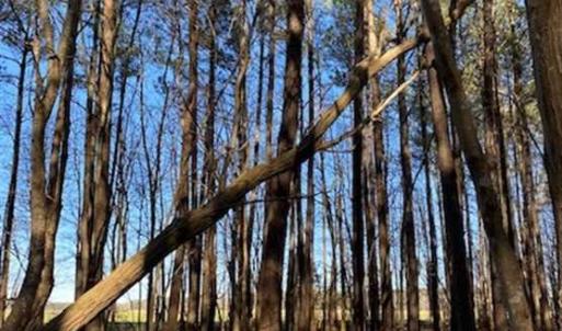 Photo of UNDER CONTRACT!!  20.88  acres of Hunting / Homesite Land for Sale in Accomack County VA