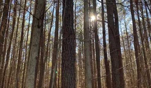 Photo of UNDER CONTRACT!!  20.88  acres of Hunting / Homesite Land for Sale in Accomack County VA