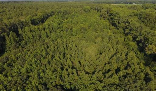 Photo of UNDER CONTRACT!!  13 Acres of Hunting Land For Sale in Edgecombe County NC!