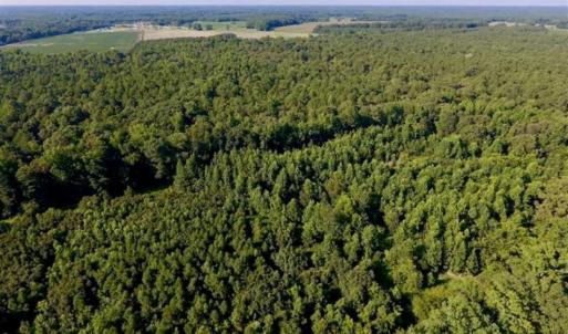 Photo of UNDER CONTRACT!!  13 Acres of Hunting Land For Sale in Edgecombe County NC!