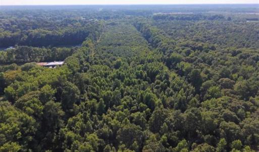 Photo of UNDER CONTRACT!!  13 Acres of Hunting Land For Sale in Edgecombe County NC!