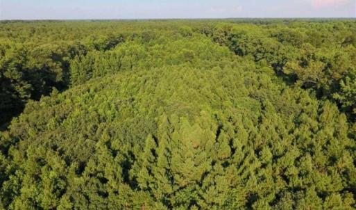 Photo of UNDER CONTRACT!!  13 Acres of Hunting Land For Sale in Edgecombe County NC!