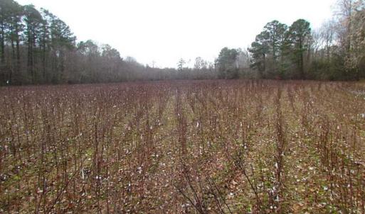 Photo of UNDER CONTRACT!!  42 Acres with 2,000 feet of River Frontage in Isle of Wight County Virginia!
