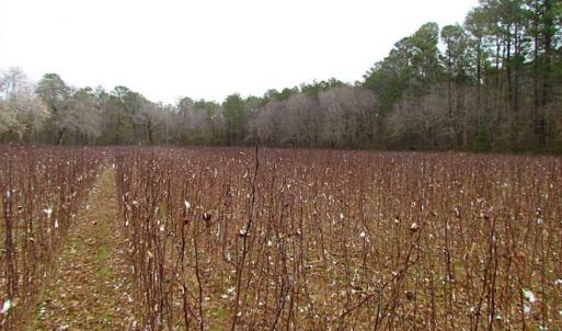 Photo of UNDER CONTRACT!!  42 Acres with 2,000 feet of River Frontage in Isle of Wight County Virginia!