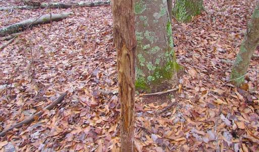 Photo of UNDER CONTRACT!!  42 Acres with 2,000 feet of River Frontage in Isle of Wight County Virginia!