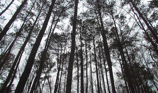 Photo of UNDER CONTRACT!!  42 Acres with 2,000 feet of River Frontage in Isle of Wight County Virginia!