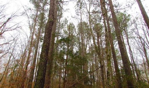 Photo of UNDER CONTRACT!!  42 Acres with 2,000 feet of River Frontage in Isle of Wight County Virginia!