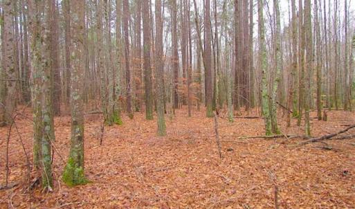 Photo of UNDER CONTRACT!!  42 Acres with 2,000 feet of River Frontage in Isle of Wight County Virginia!