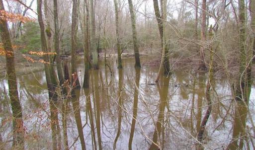 Photo of UNDER CONTRACT!!  42 Acres with 2,000 feet of River Frontage in Isle of Wight County Virginia!