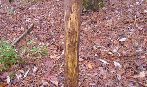 Photo of UNDER CONTRACT!!  42 Acres with 2,000 feet of River Frontage in Isle of Wight County Virginia!