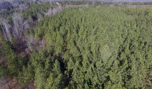 Photo of 65.92 Acres of Hunting and Recreational Land For Sale in Halifax County VA!