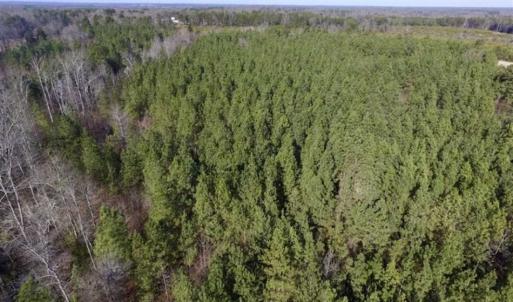Photo of 65.92 Acres of Hunting and Recreational Land For Sale in Halifax County VA!