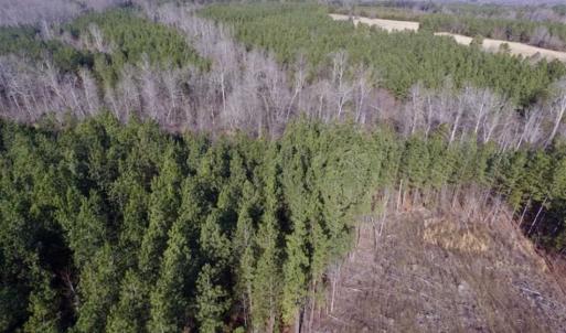 Photo of 65.92 Acres of Hunting and Recreational Land For Sale in Halifax County VA!
