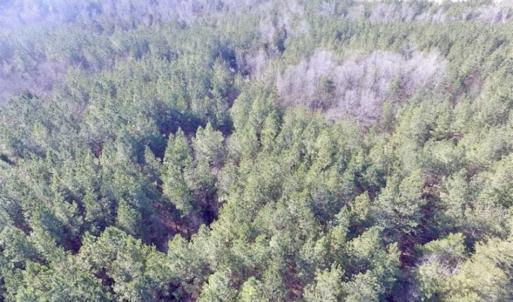 Photo of 65.92 Acres of Hunting and Recreational Land For Sale in Halifax County VA!