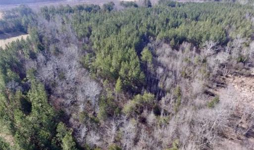 Photo of 65.92 Acres of Hunting and Recreational Land For Sale in Halifax County VA!