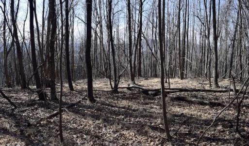 Photo of 15.96 Acres of Residential Hunting Land For Sale In Bedford County VA!