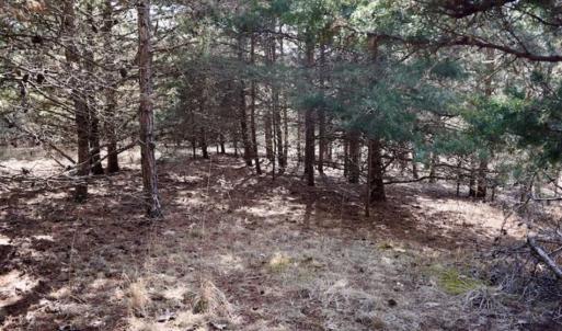 Photo of 15.96 Acres of Residential Hunting Land For Sale In Bedford County VA!