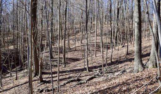 Photo of 15.96 Acres of Residential Hunting Land For Sale In Bedford County VA!