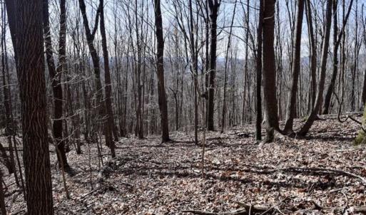 Photo of 15.96 Acres of Residential Hunting Land For Sale In Bedford County VA!