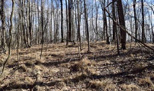 Photo of 15.96 Acres of Residential Hunting Land For Sale In Bedford County VA!