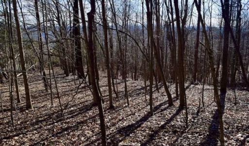 Photo of 15.96 Acres of Residential Hunting Land For Sale In Bedford County VA!