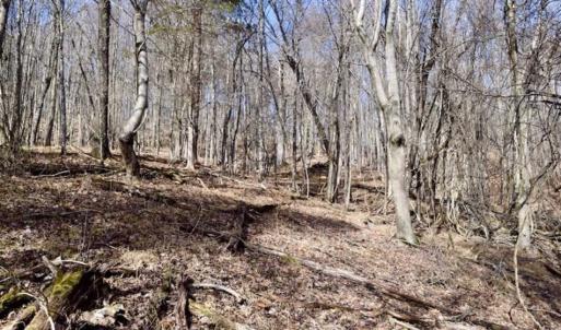 Photo of 15.96 Acres of Residential Hunting Land For Sale In Bedford County VA!
