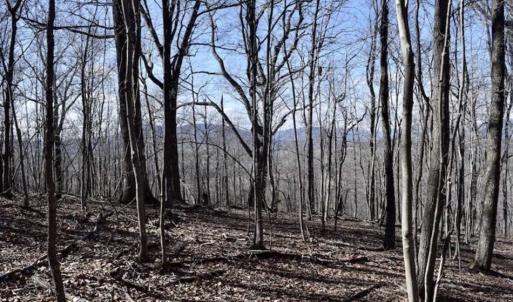 Photo of 15.96 Acres of Residential Hunting Land For Sale In Bedford County VA!